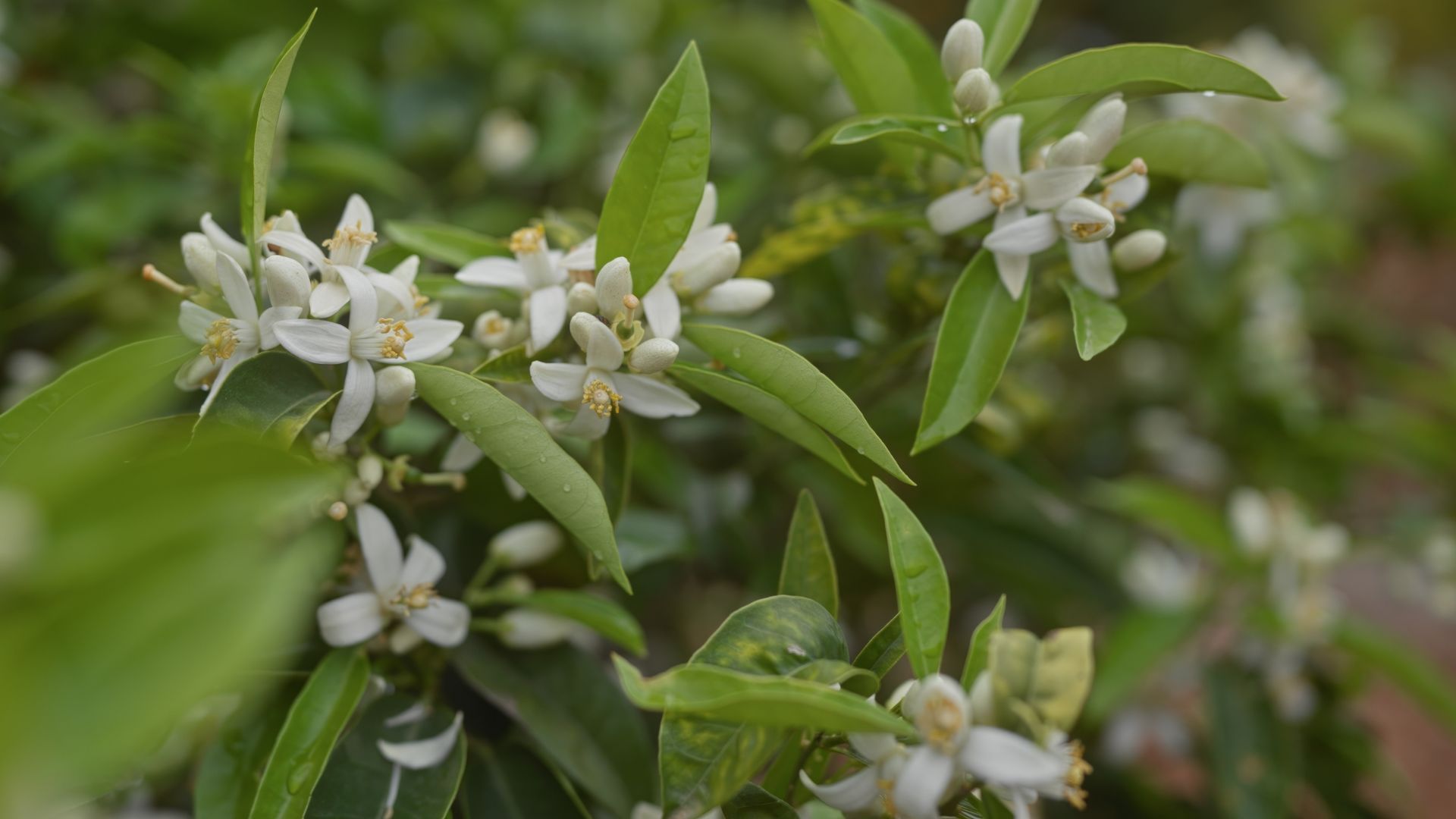 Close-up of white citrus sinensis flowers blooming on an orange tree with lush green foliage in soft-focus background.